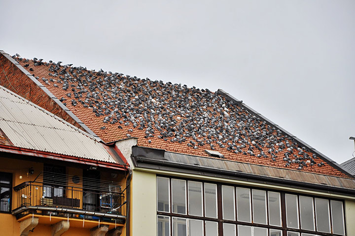A2B Pest Control are able to install spikes to deter birds from roofs in Mangotsfield. 