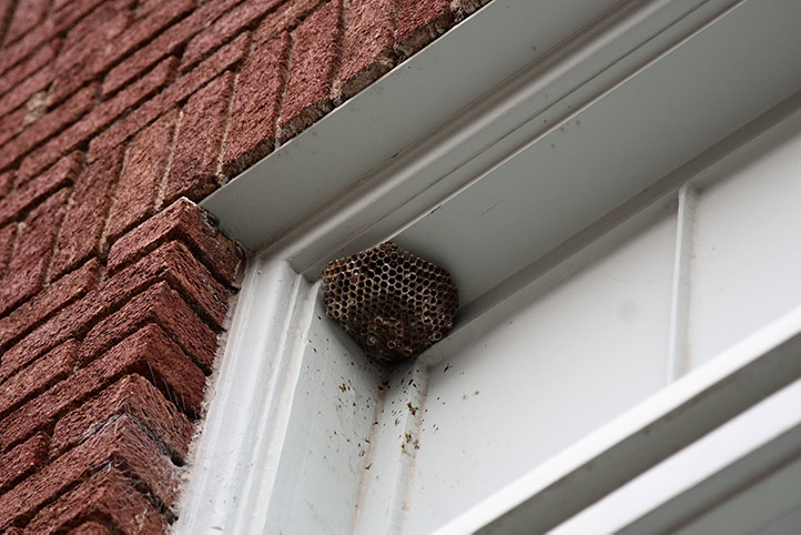 We provide a wasp nest removal service for domestic and commercial properties in Mangotsfield.